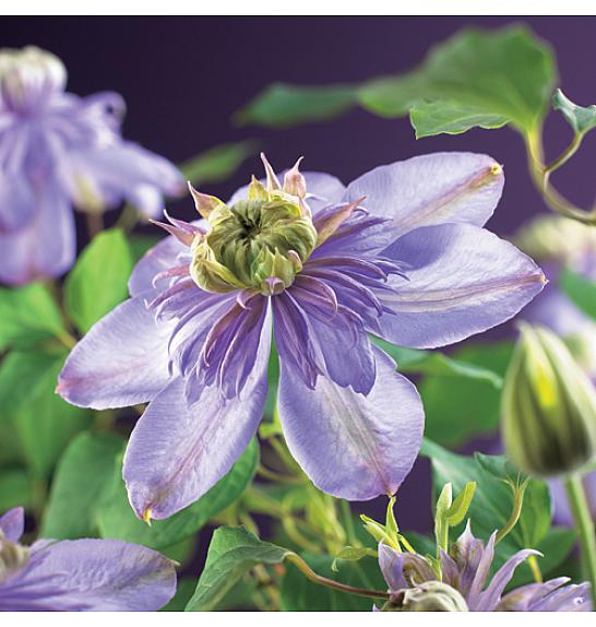 Clematis hybrid Blue Light PBR C1 Lit. 20-30 cm