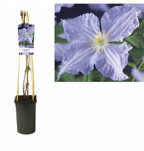 Clematis hybrid Blue Angel C2,5 Lit. 40-60 cm