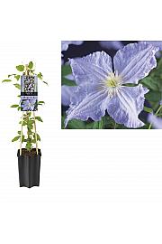 Clematis hibrid Blue Angel C1,5 lit. 30-40 cm