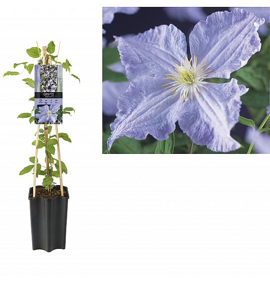 Clematis hybrid Blue Angel C1,5 Lit. 30-40 cm