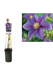 Clematis hybrid Barbara Jackman C2,5 Lit. 40-60 cm