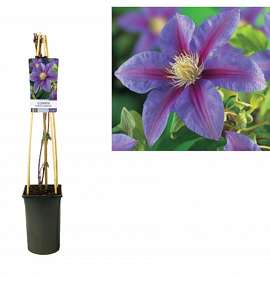 Clematis hybrid Barbara Jackman C2,5 Lit. 40-60 cm