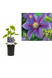 Clematis hybrid Barbara Jackman C1 Lit. 20-30 cm