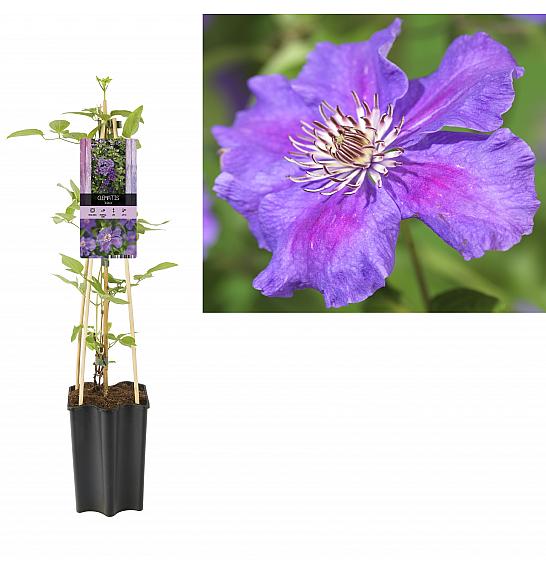 Clematis hybrid Ashva C1,5 Lit. 30-40 cm