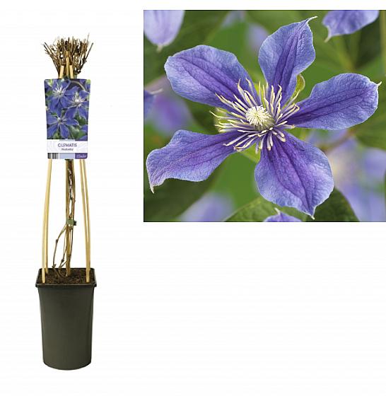 Clematis hybrid Arabella C2,5 Lit. 40-60 cm