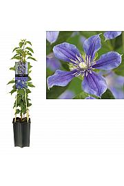 Clematis hybrid Arabella C1,5 Lit. 30-40 cm