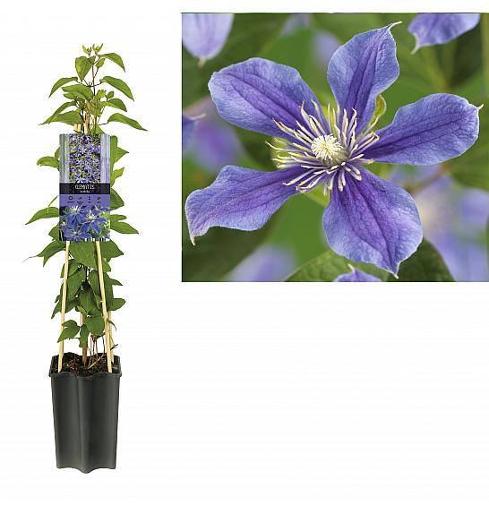 Clematis hybrid Arabella C1,5 Lit. 30-40 cm