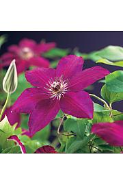 Clematis hybrid Westerplatte C1 Lit. 20-30 cm