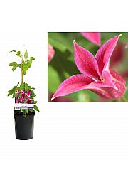 Clematis hybrid Princess Diana C1 Lit. 20-30 cm