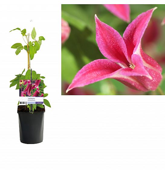 Clematis hybrid Princess Diana C1 Lit. 20-30 cm