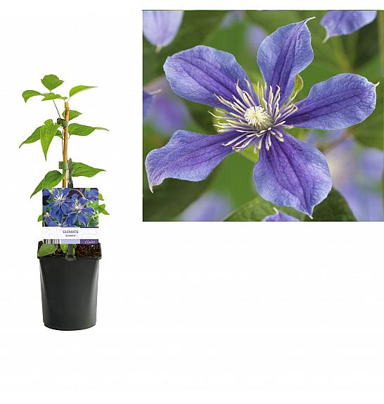 Clematis hybrid Arabella C1 Lit. 20-30 cm