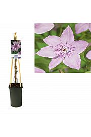 Clematis Hagley Hybrid C2,5 Lit. 40-60 cm