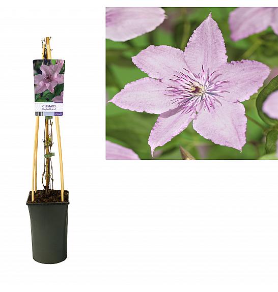 Clematis Hagley Hybrid C2,5 Lit. 40-60 cm