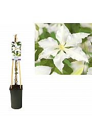 Clematis Gladys Picard C2,5 Lit. 40-60 cm