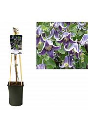 Clematis Fascination PBR C2,5 Lit. 40-60 cm