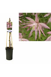 Clematis Country Rose PBR C2,5 Lit. 40-60 cm