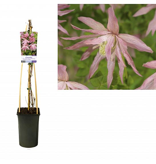 Clematis Country Rose PBR C2,5 Lit. 40-60 cm