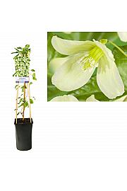 Clematis cirrhosa Wisley Cream C2,5 Lit. 40-60 cm