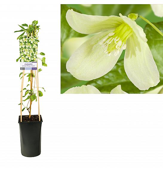 Clematis cirrhosa Wisley Cream C2,5 Lit. 40-60 cm
