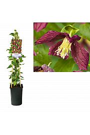 Clematis cirrhosa Landsdowne Gem C2,5 Lit. 40-60 cm