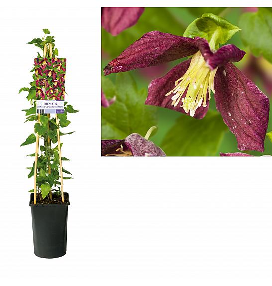 Clematis cirrhosa Landsdowne Gem C2,5 Lit. 40-60 cm