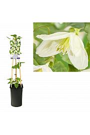 Clematis cirrhosa Jingle Bells C2,5 Lit. 40-60 cm