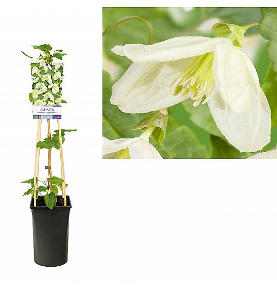 Clematis cirrhosa Jingle Bells C2,5 Lit. 40-60 cm