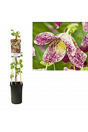 Clematis cirrhosa Freckles C2,5 Lit. 40-60 cm