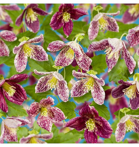 Clematis cirrhosa Freckles C1 Lit. 20-30 cm