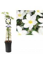 Clematis cardum. Lavina C2,5 Lit. 40-60 cm