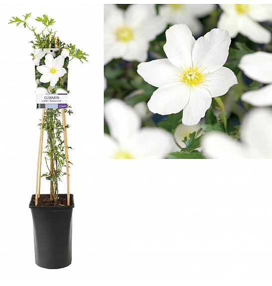 Clematis cartm. Avalanche C2,5 Lit. 40-60 cm