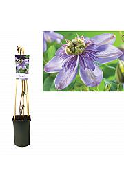 Clematis Blue Light PBR C2,5 Lit. 40-60 cm