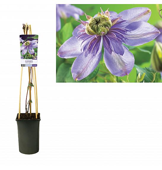 Clematis Blue Light PBR C2,5 Lit. 40-60 cm