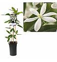 Clematis armandii C2,5 Lit. 40-60 cm