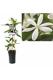 Clematis armandii C2,5 Lit. 40-60 cm