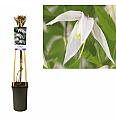 Clematis alpina Willy C2,5 Lit. 40-60 cm