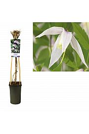 Clematis alpina Willy C2,5 Lit. 40-60 cm