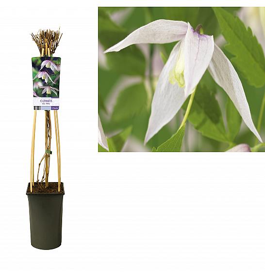Clematis alpina Willy C2,5 Lit. 40-60 cm