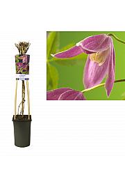 Clematis alpina Ruby C2,5 Lit. 40-60 cm