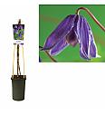 Clematis alpina Helsingborg C2,5 Lit. 40-60 cm