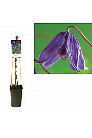 Clematis alpina Helsingborg C2,5 Lit. 40-60 cm