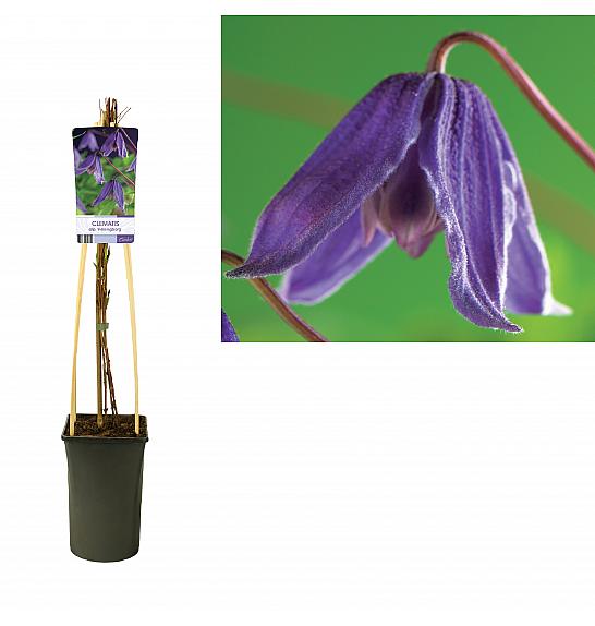 Clematis alpina Helsingborg C2,5 Lit. 40-60 cm
