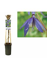 Clematis alpina C2,5 Lit. 40-60 cm