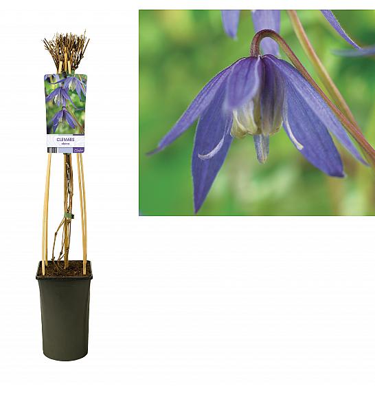 Clematis alpina C2,5 Lit. 40-60 cm