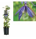 Clematis alpina C1,5 Lit. 30-40 cm