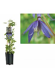 Clematis alpina C1,5 Lit. 30-40 cm