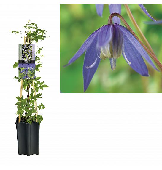 Clematis alpina C1,5 Lit. 30-40 cm
