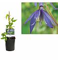Clematis alpina C1 Lit. 20-30 cm