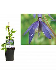 Clematis alpina C1 Lit. 20-30 cm