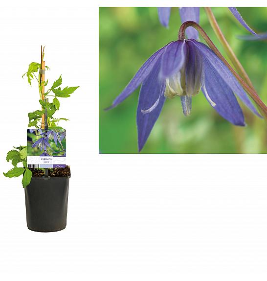 Clematis alpina C1 Lit. 20-30 cm